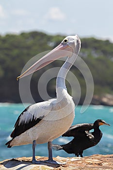 Australian Pelican (Pelecanus conspicillatus)