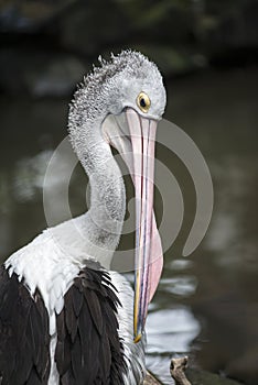 Australian Pelican Pelecanus conspicillatus