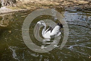 Australian Pelican (Pelecanus conspicillatus) finding prey from water