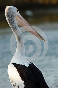 Australian Pelican Pelecanus conspicillatus