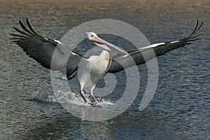 Australian pelican (Pelecanus conspicillatus) landing in Australia