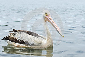 Australian pelican (Pelecanus conspicillatus) a large water bird with a large beak, the animal swims on the river