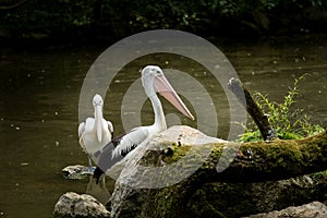 Australian Pelican Pelecanus conspicillatus sitting on a rock