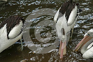 Australian Pelican Pelecanus conspicillatus swimming. The Australian pelican has the longest beak of any bird