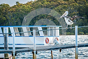 Australian pelican Pelecanus conspicillatus about to take off in a harbour with a boat in the background