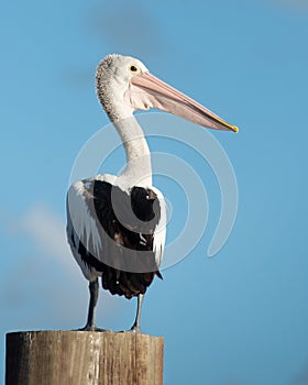 Australian Pelican portrait