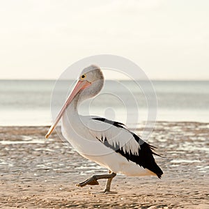 Australian Pelican portrait