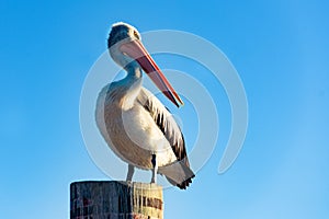 Australian Pelican portrait