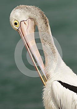 Australian Pelican preening