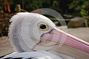 Australian Pelican Profile