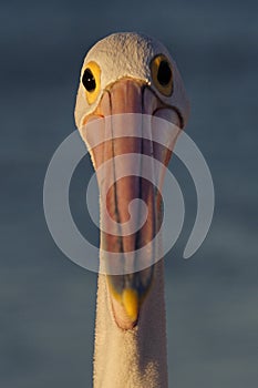 Australian pelican, Shark Bay