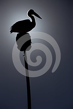 Australian Pelican in silhouette