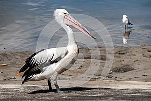 Australian Pelican and Silver gull in Pumicestone Passage, Queensland, Australia