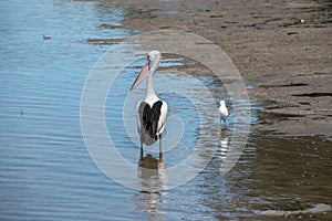 Australian Pelican and Silver gull standing in shallow water in Pumicestone Passage, Queensland, Australia