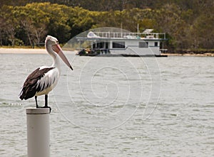 Australian pelican standing on a post by river