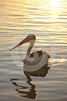 Australian pelican at sunset