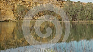 an australian pelican swimming on the murray river