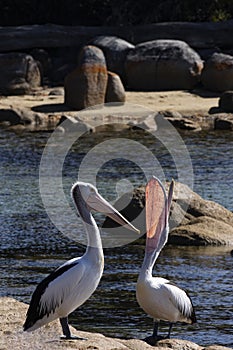 Australian Pelican with uplifted pouch at Bay of Fires, Tasmania