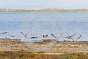 Australian Pelican water birds flying near waterfront at Coorong national park in South Australia.