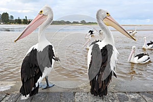 Australian pelican, white bird, australia