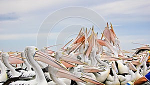 Australian pelicans