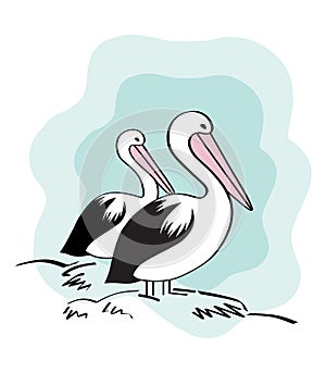 Australian pelicans