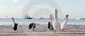 Australian pelicans on the beach