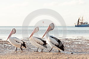 Australian pelicans on the beach