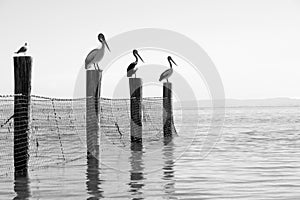 Australian pelicans photo