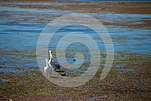 Australian Pelicans looking for food at the beach around Brisbane, Australia. Australia is a continent located in the south part o