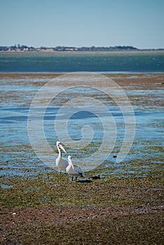 Australian Pelicans looking for food at the beach around Brisbane, Australia. Australia is a continent located in the south part o