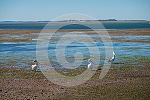 Australian Pelicans looking for food at the beach around Brisbane, Australia. Australia is a continent located in the south part o