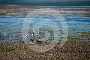 Australian Pelicans looking for food at the beach around Brisbane, Australia. Australia is a continent located in the south part o