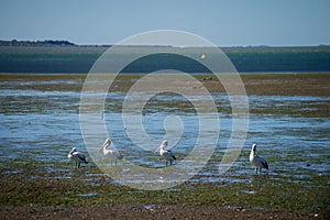 Australian Pelicans looking for food at the beach around Brisbane, Australia. Australia is a continent located in the south part o