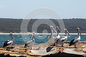 Australian Pelicans (Pelecanus conspicillatus)