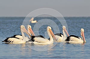 The Australian pelicans Pelecanus conspicillatus is a large waterbird of the family Pelecanidae, Coorong National Park Australia