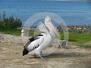 Australian Pelicans