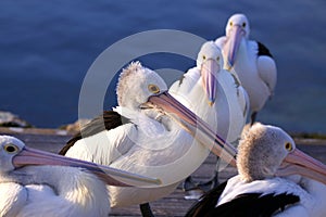 Australian Pelicans at Twilight