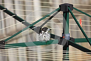 Australian Pied Butcherbird on clothes dryer in backyard