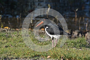 An Australian Pied Oystercatcher Bird