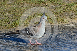 Australian pigeon