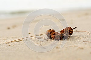 Australian pine or Casuarina equisetifolia on sand beach