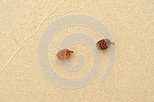 Australian pine or Casuarina equisetifolia on sand beach