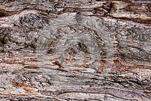 Australian pine tree Casuarina equisetifolia bark closeup, texture - Wolf Lake Park, Davie, Florida, USA