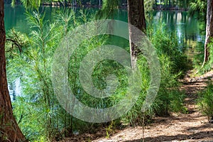 Australian pine tree Casuarina equisetifolia young green plants growing along lake - Davie, Florida, USA