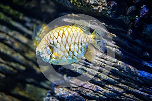 Australian pineapplefish fish in sea