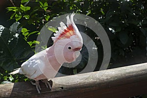 An Australian Pink Major Mitchell cockatoo on a railing.