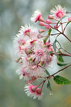 Australian pink and white Corymbia gum tree blossoms