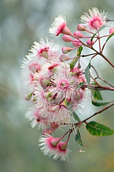 Australian pink and white Corymbia gum tree blossoms photo