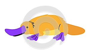 Australian platypus - modern flat design style single isolated image